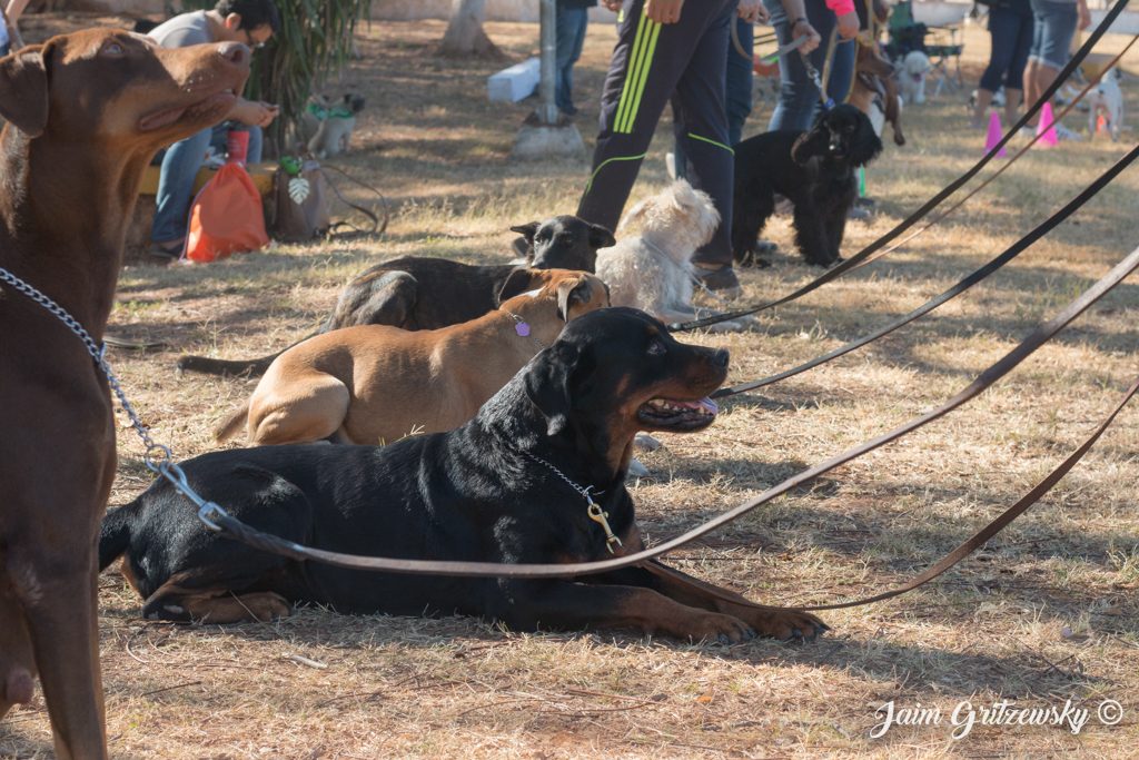 entrenador de perros adiestramiento canino perros entrenamiento collar de corrección doberman rottweiler