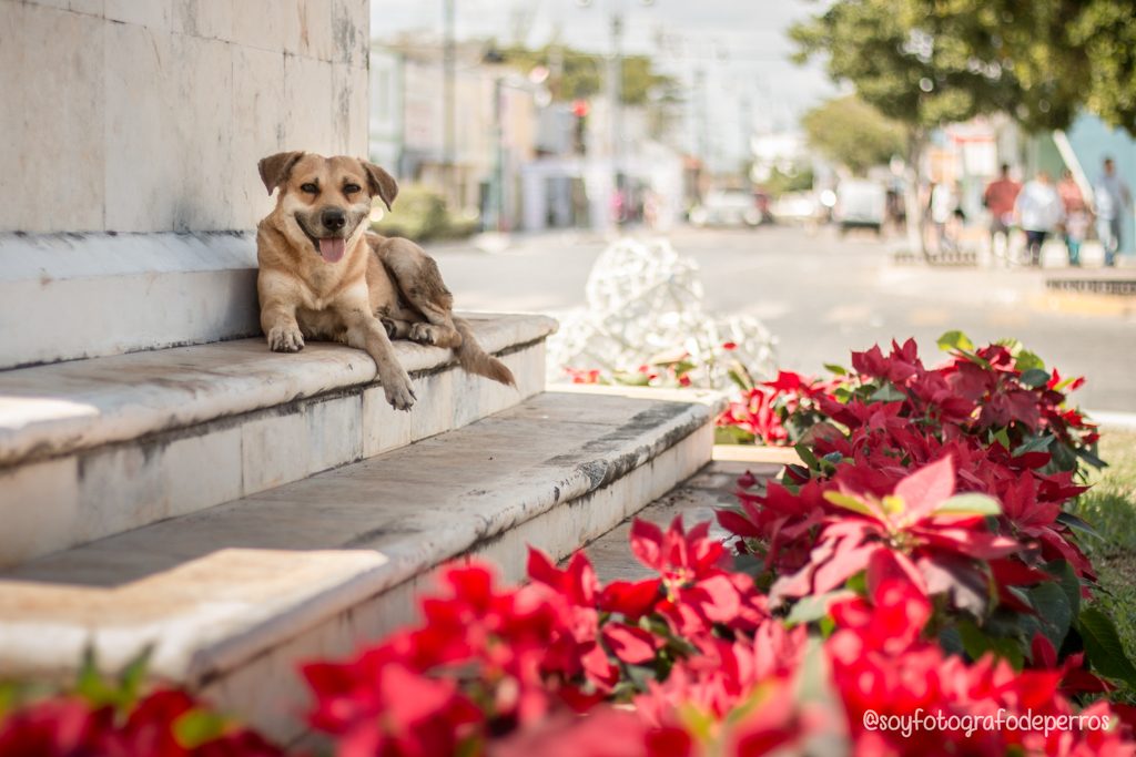 perro acostado en el remate de paseo de montejo rematito mérida yucatan