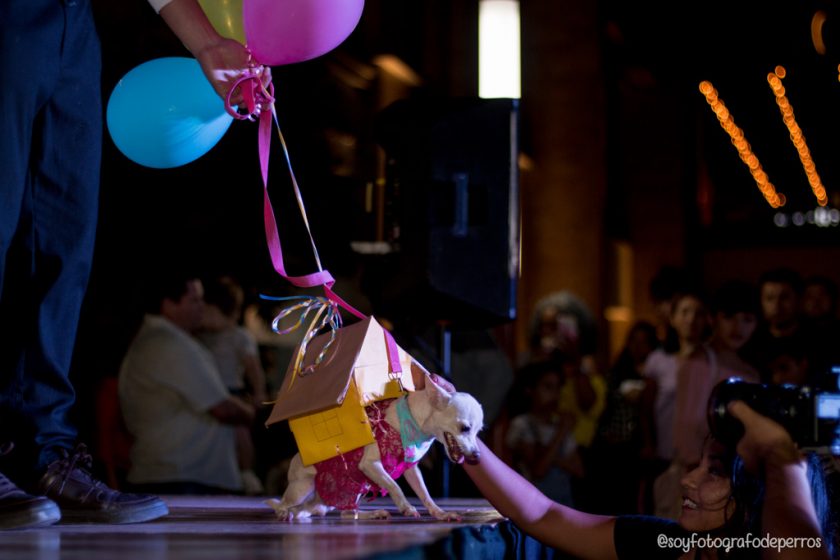 concurso de disfraces perro disfraz de up chihuahua con globo