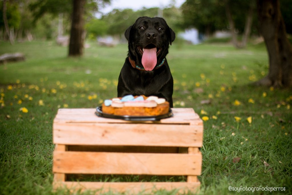 labrador negro con pastel para perro festejando cumpleaños perruno