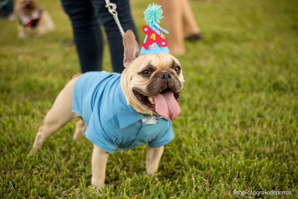 Bulldog frances festejando su cumpleaños