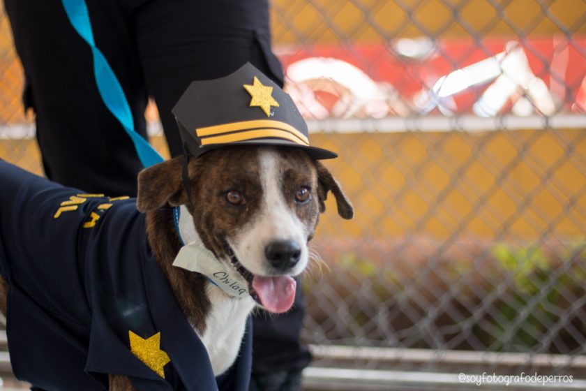 perro chilaquil policia perro de servicio