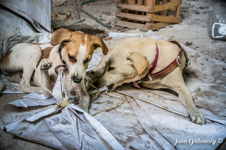 perros jugando dos blancos con manchas