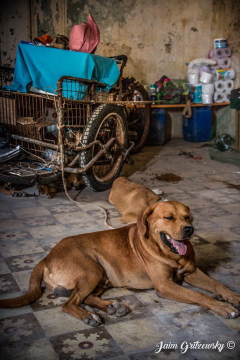 Perro mestizo sonriendo triciclo casa abandonada piso de pasta