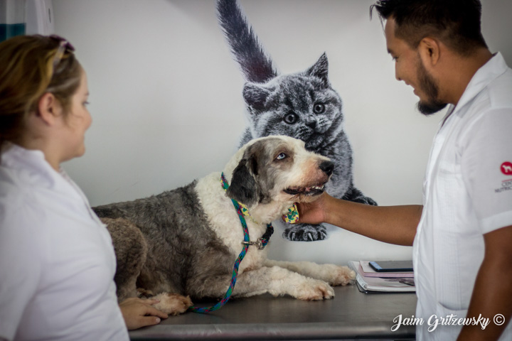 veterinario medico para perros pastor ingles en consulta dogtor