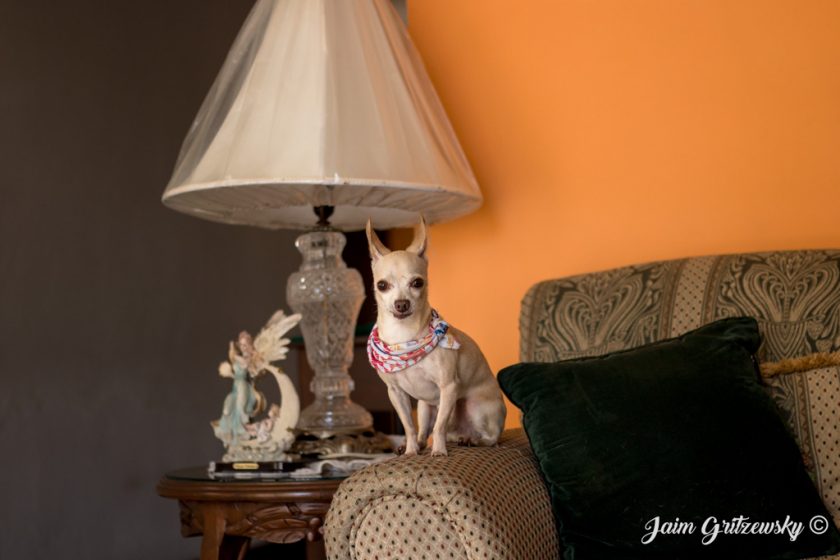 perro chihuahu en sillon en casa
