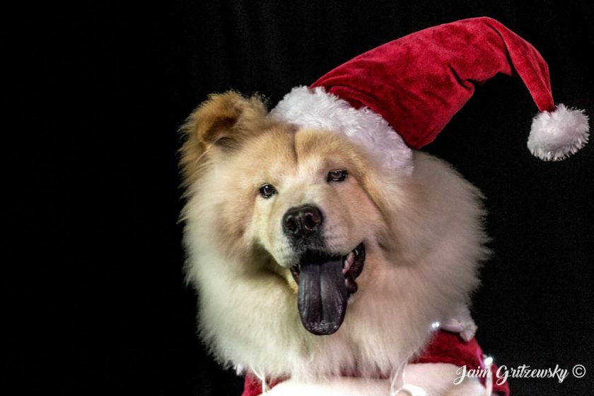 chow chow perro navideño vestido de santa claus navidad