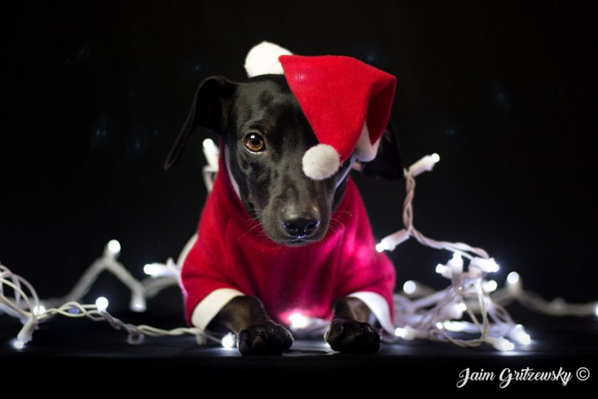 Perro navideño santa claus luces