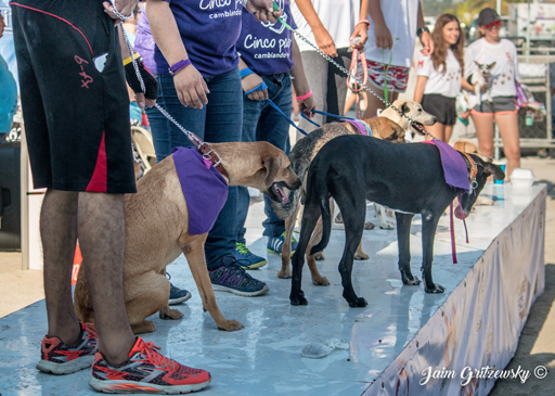 desfile de perros en adopcion