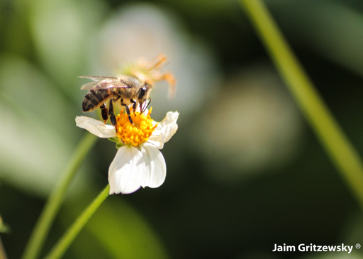 abeja chupando polen volando macro fotografia de insectos