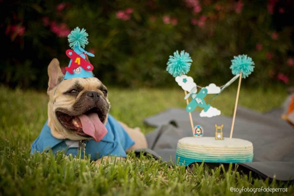 ¿Estoy loc@ si festejo el cumpleaños de mi perro?