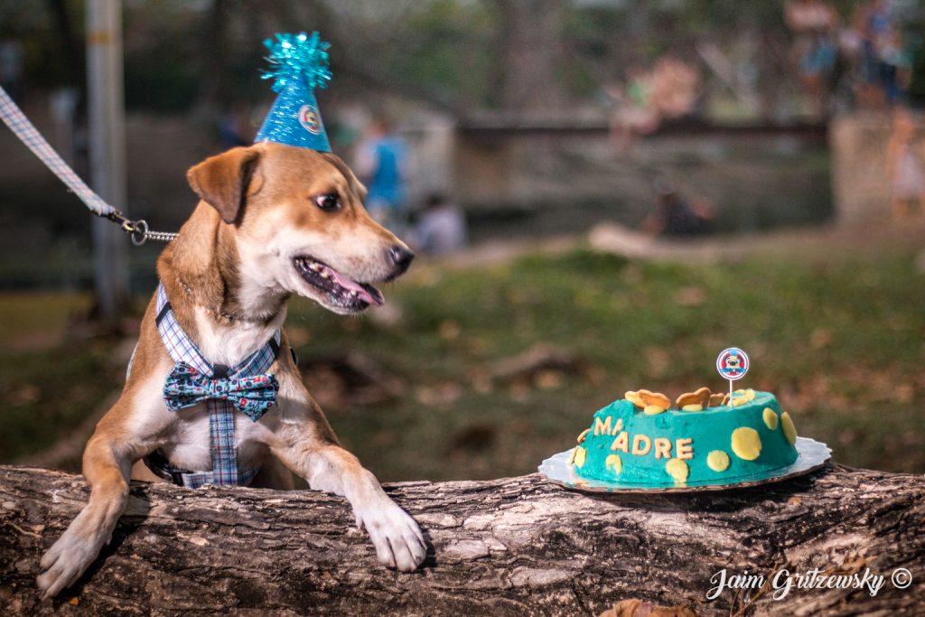 cumpleaños de compadre perro mestizo adoptado pastel para perros