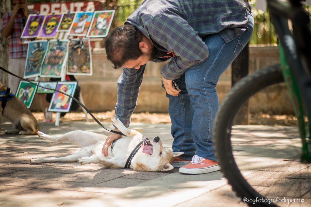 biciruta de merida en domingo akira el lomito shiba inu perro lengua de fuera
