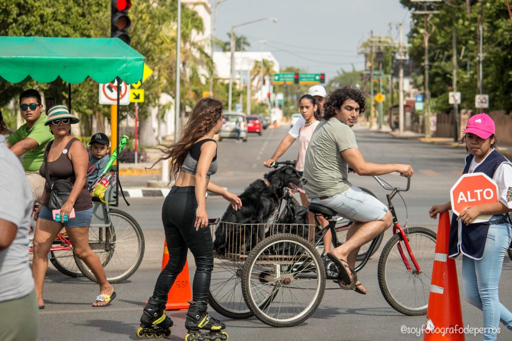 biciruta de Mérida en domingo paseando con perro en canasta trasera de bicicleta