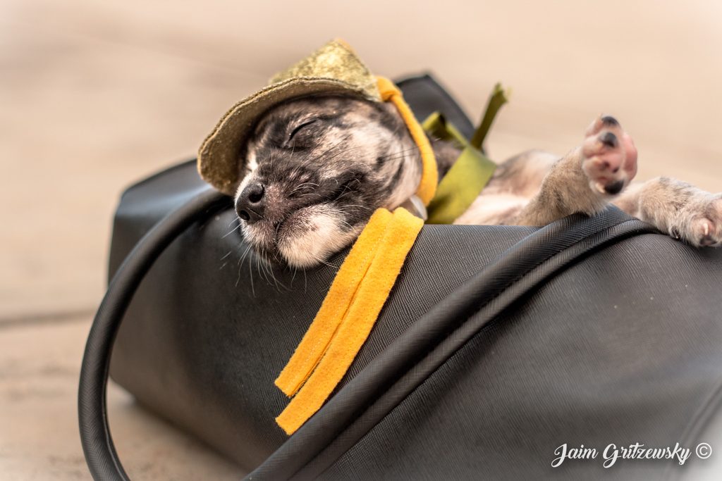 cachorro perro durmiendo sobre una bolsa
