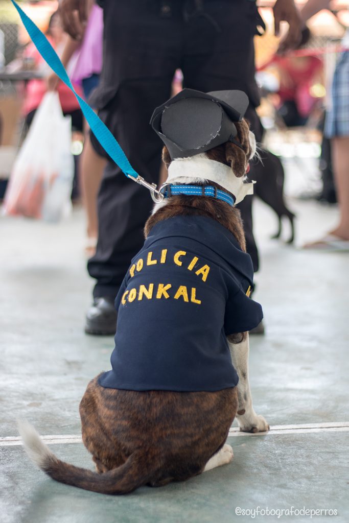 perro policia conkal chilaquil