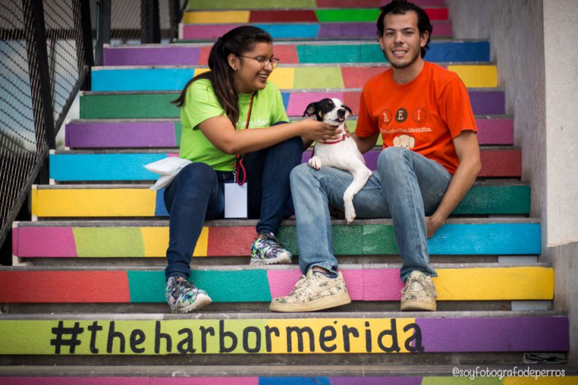 the harbor merida escaleras de color perro en adopcion pet friendly