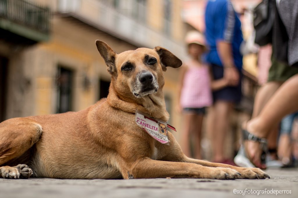 La verdad sobre los perros de La Habana - traen identifiación con foto