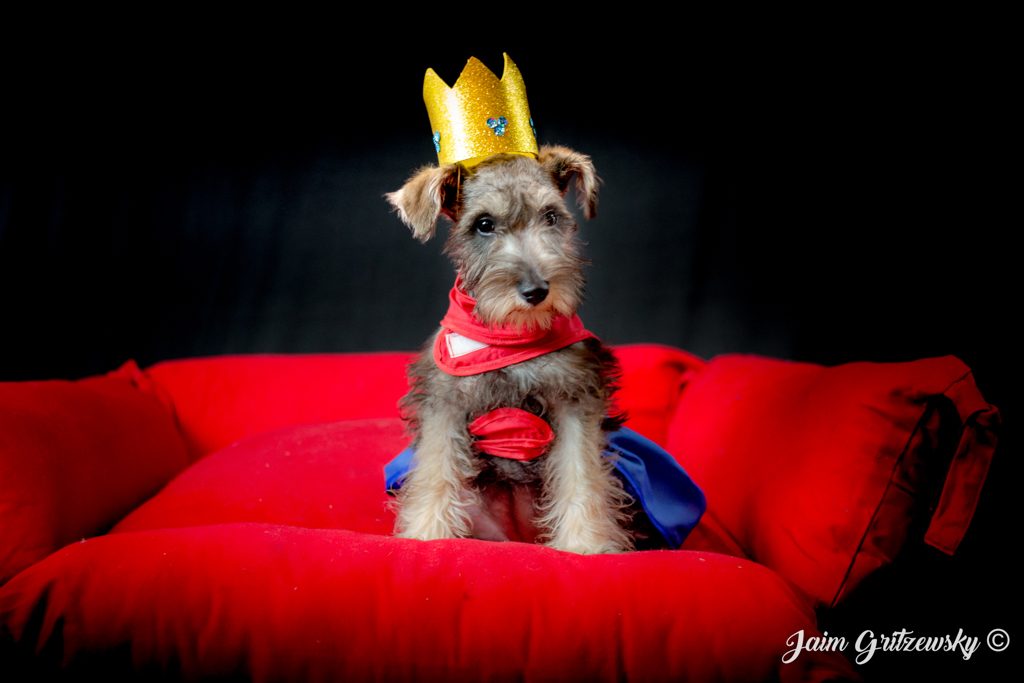 perro pequeño disfrazado de heroína y corona