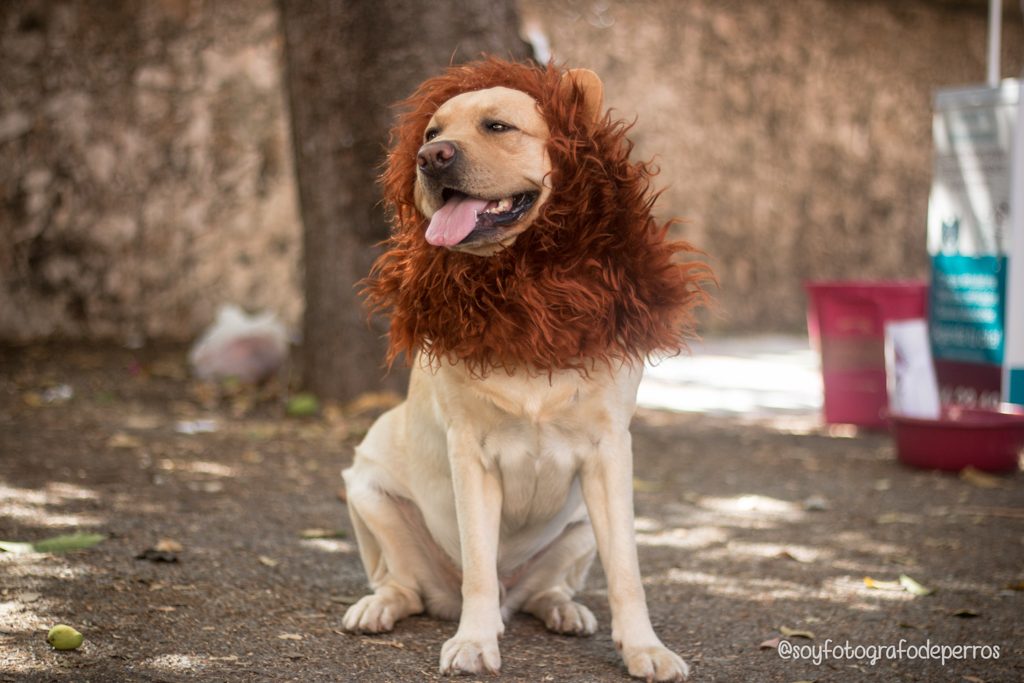 perro labrador con peluca de leon