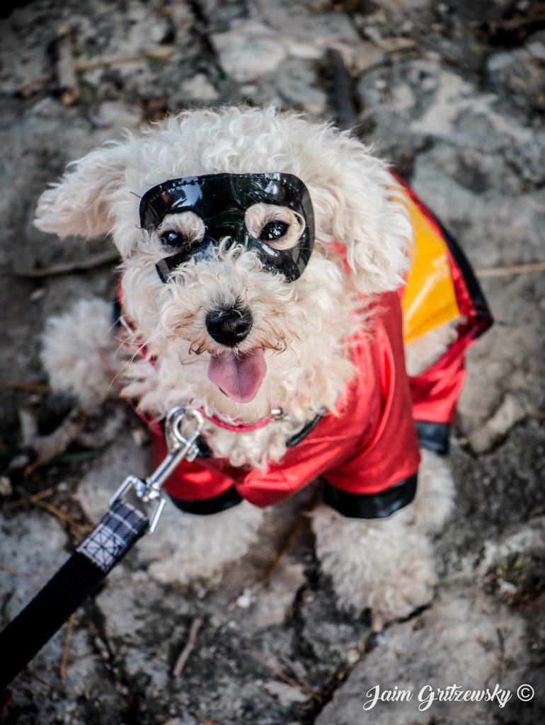 perro disfrazado con antifaz super heroe