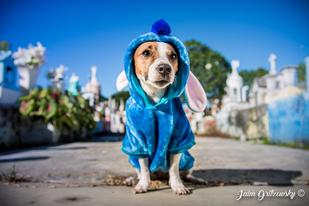 jack russell perro disfrazado de disney stitch halloween
