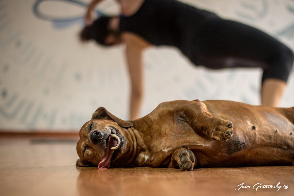 Yoga con perro salchicha