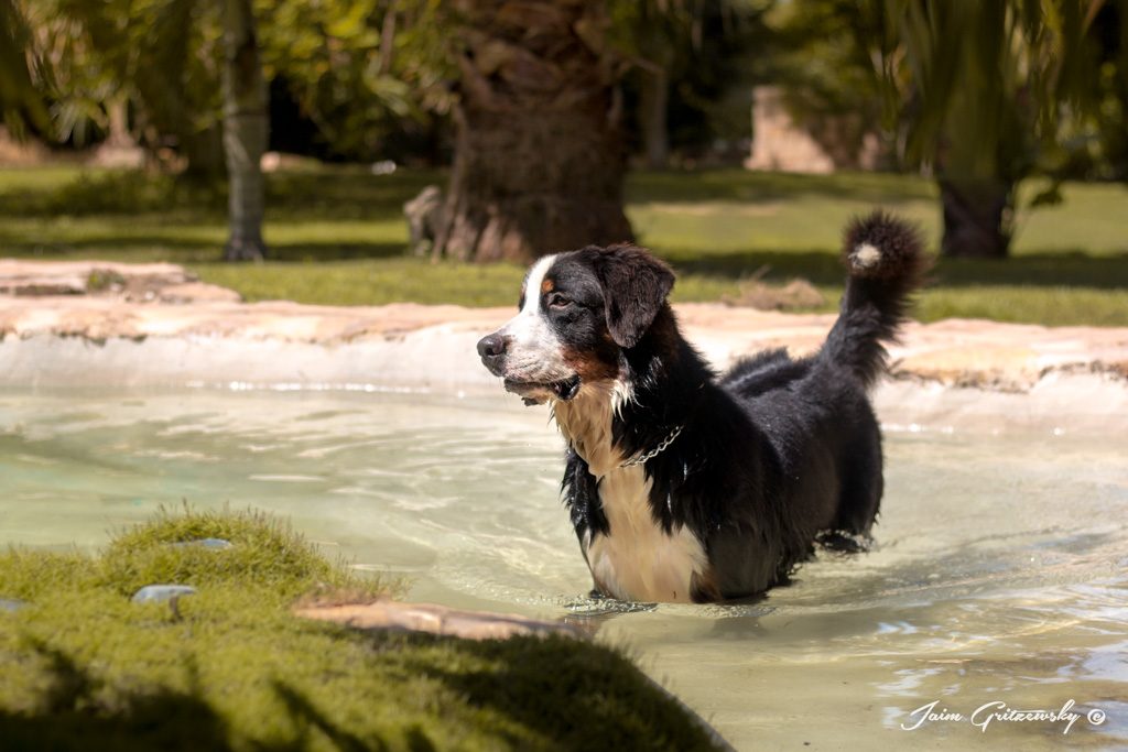 bernés de la montaña boyerp de berna perro en el agua nadando foto sesión fotógrafo de perros