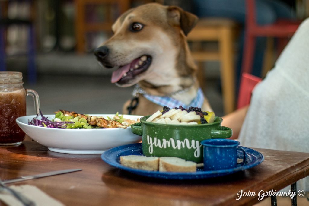 restaurantes pet friendly en merida, restaurantes que aceptan perros, perro mestizo con plato en restaurant