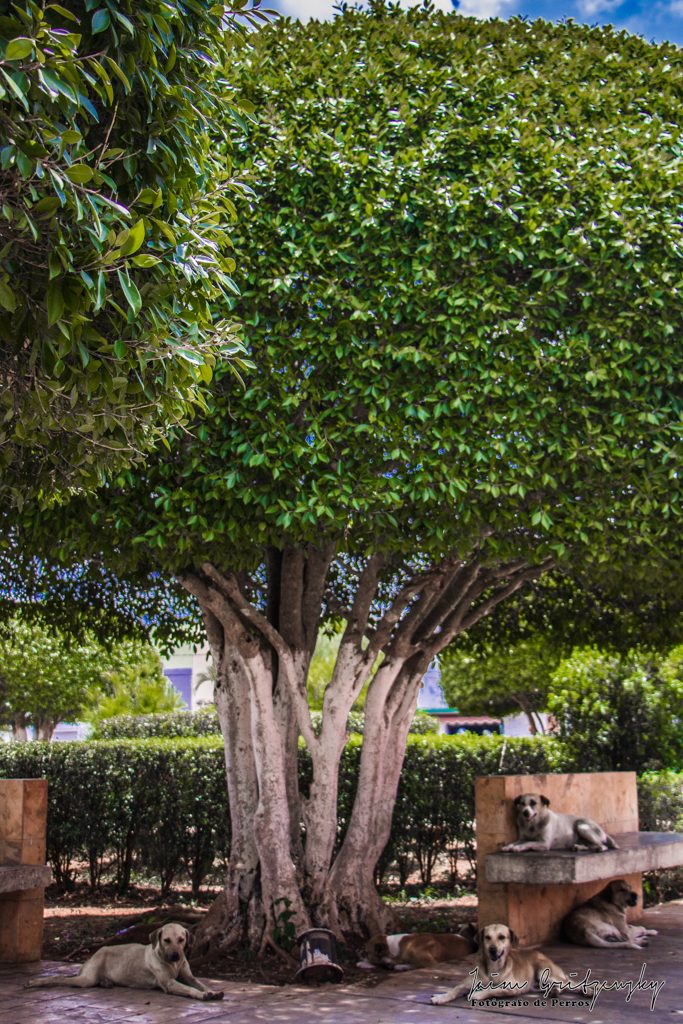 Perros en la calle bajo un arbol motul yucatan