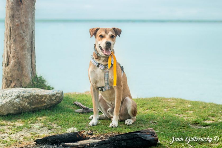 perro mestizo adoptado en bacalar laguna usando listón amarillo