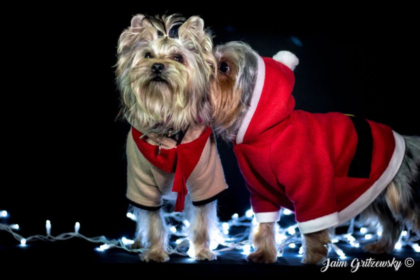 yorkies navidad perros navidenos