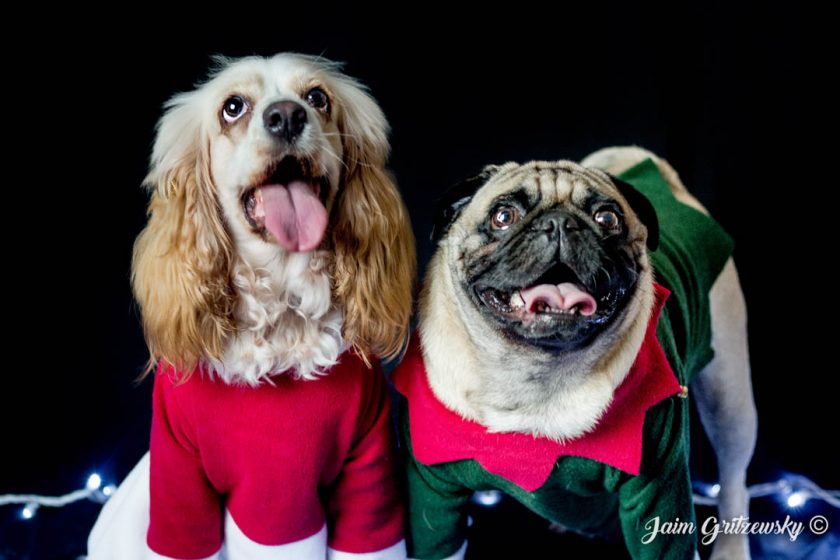 cocker y pug vestidos de navidad perros navideños