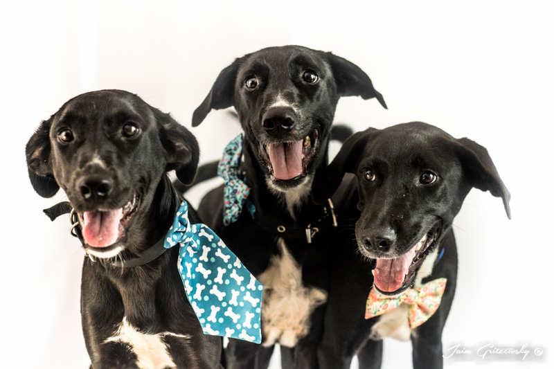 3 perros negros con fondo blanco usando corbatas síndrome del perro negro