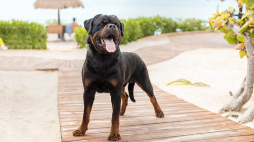 sesion de fotos a perro rottweiller en cancun fotografo de perros en mexico