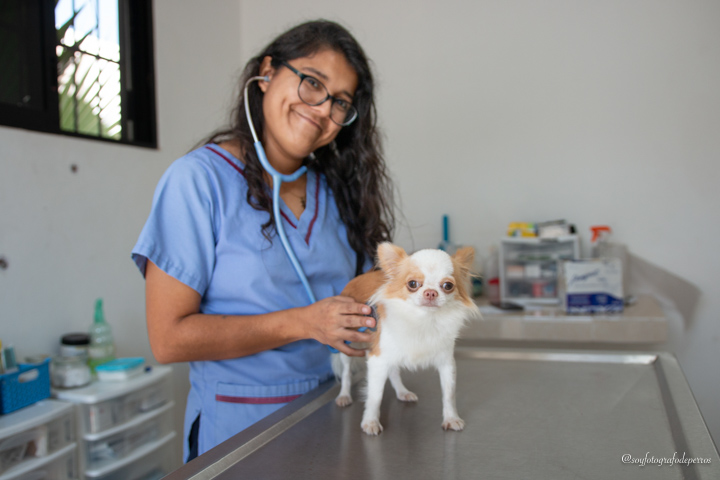 doctora veterinaria en consulta con un perro veterinario en merida