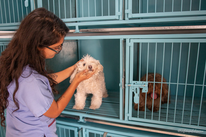veterinaria revisando perrito en clínica en mérida