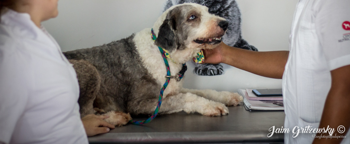 perro en consulta veterinaria en mérida clinica veterianarios redes sociales para veterinarias