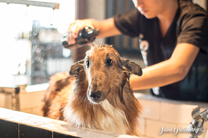 bañando perro en estéticas canina en mérida