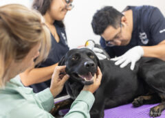 Por que una clínica veterinaria o estética canina necesita tener redes sociales