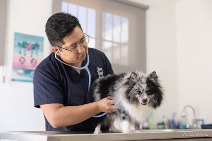 medico veterinario dando consulta a un perro pomerania merle marketing veterinario algoritmo de las redes sociales
