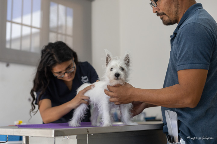 medico veterinario en consulta revisando a un perro westie west terrier marketing veterinario algoritmo de las redes sociales