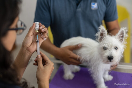 marketing veterinario doctora aplicando vacuna