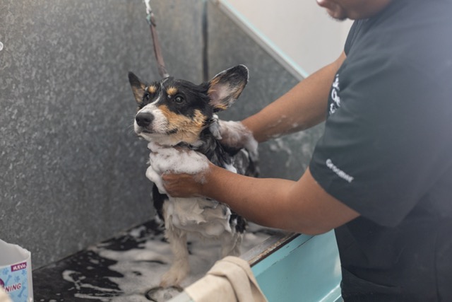 bañando perro en estética canina en merida