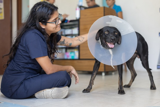 veterinaria acariciando perro usando collar isabelino clinica en mérida yucatán temozón norte