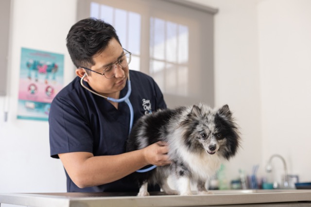 veterinario acariciando revisando perro clinica en mérida yucatán temozón norte
